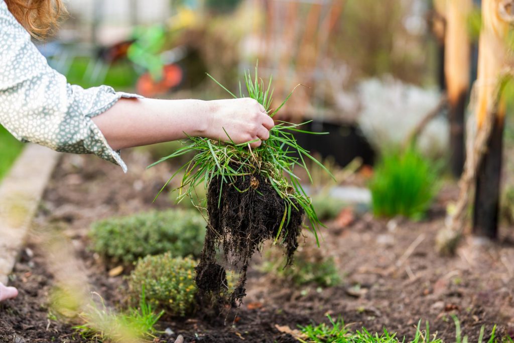 hand pulling weeds in the yard